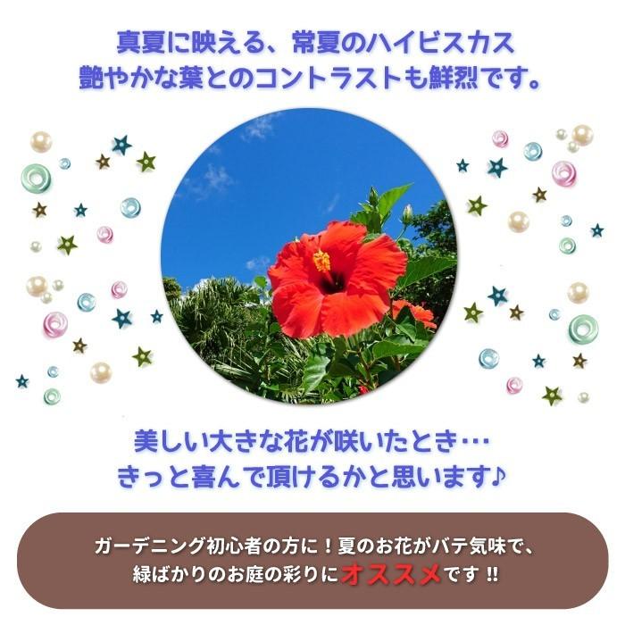 594円 75 Off ハイビスカス ビーチボール 八重咲き 5号鉢 開花鉢 鉢植え レア