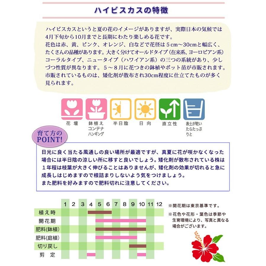 ハイビスカス ビーチボール 八重咲き 5号鉢 開花鉢 鉢植え レア品種 ピンク 黄 グラデーション 珍花 102 Hibiscus Beachball 渋谷園芸 植木鉢屋 通販 Yahoo ショッピング