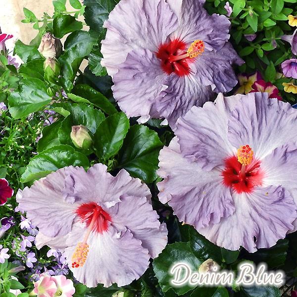 最後の在庫追加 一重咲きハイビスカス デニムブルー 5号鉢 開花鉢 鉢植え レア品種 大輪 青いハイビスカス 102 Hibiscus Denimblue 渋谷園芸 植木鉢屋 通販 Yahoo ショッピング
