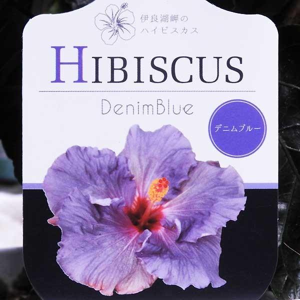 最後の在庫追加 一重咲きハイビスカス デニムブルー 5号鉢 開花鉢 鉢植え レア品種 大輪 青いハイビスカス 102 Hibiscus Denimblue 渋谷園芸 植木鉢屋 通販 Yahoo ショッピング