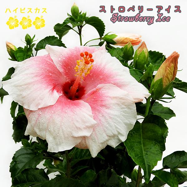 ハイビスカス ストロベリーアイス 一重咲き 5号鉢 開花鉢 鉢植え レア品種 白 ピンク 美しいグラデーション 102 Hibiscus Strawberryice 渋谷園芸 植木鉢屋 通販 Yahoo ショッピング