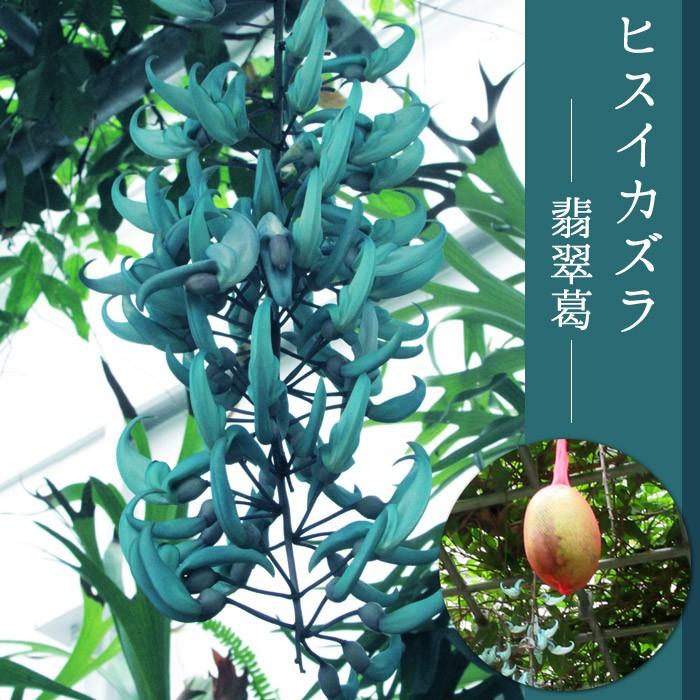 ヒスイカズラ 翡翠葛 宿根草 多年草 熱帯つる性植物 Strongylodon Macrobotrys 102 Hisuikazura 渋谷園芸 植木鉢屋 通販 Yahoo ショッピング