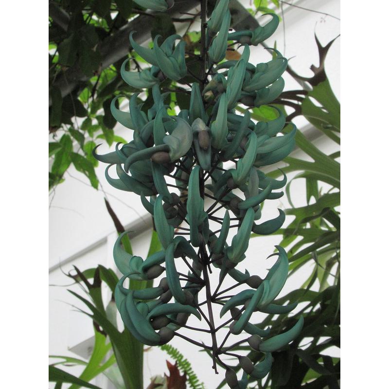 ヒスイカズラ 翡翠葛 宿根草 多年草 熱帯つる性植物 Strongylodon Macrobotrys 102 Hisuikazura 渋谷園芸 植木鉢屋 通販 Yahoo ショッピング