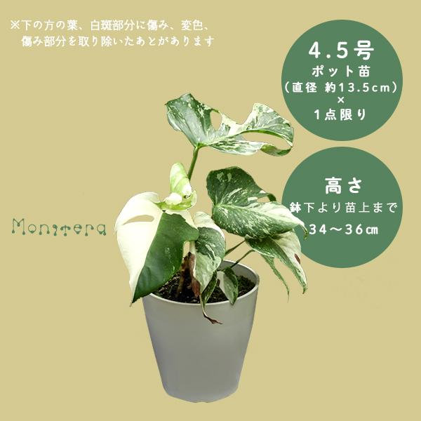 現物 1点限り レア 斑入りモンステラ monstera 4.5号鉢 観葉植物 希少