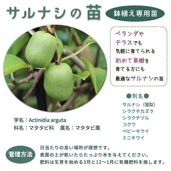 ベビーキウイ苗 サルナシ苗 ミニキウイ ハーディキウイ 3号ポット 果樹苗 かわいい Baby Kiwi 家庭果樹 さるなし 両性種 106 Baby Kiwi Pp 渋谷園芸 植木鉢屋 通販 Yahoo ショッピング