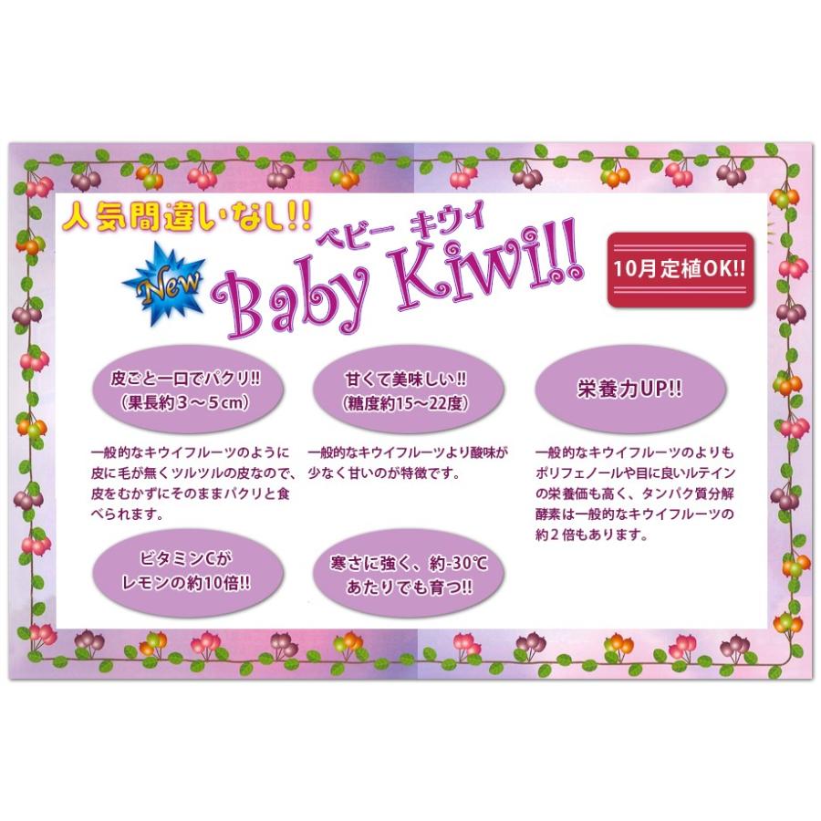 果樹苗 ベビーキウイ Baby Kiwi 4品種 サルナシ3号 3 5号ポット苗 皮ごと全部食べられます かわいいミニキウイ さるなし 106 Baby Kiwi 渋谷園芸 植木鉢屋 通販 Yahoo ショッピング