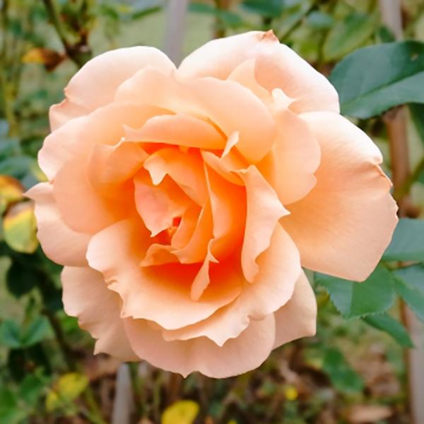 予約商品 お届け11月より ばら大苗 アプリコットキャンディ Apricot Candy Ht 4 5号角鉢植苗 京成バラ園芸 バラ苗 ばら 薔薇 ローズ 107 Rose Ks Apricot Candy 渋谷園芸 植木鉢屋 通販 Yahoo ショッピング