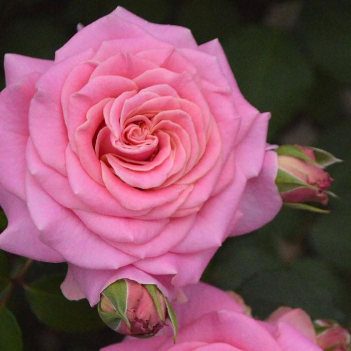 ばら大苗 京成バラ園 アシュリー Ashley 修景 4 5号角鉢植苗 107 Rose Ks Ashley 渋谷園芸 植木鉢屋 通販 Yahoo ショッピング