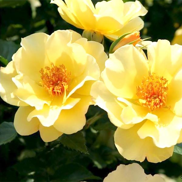 ばら大苗 ツル スマイリー フェイス レモンイエロー 返咲 つるバラ系 丸弁平咲 4 5号角鉢植苗 京成バラ園芸 107 Rose Ks Cl Smiley Face 渋谷園芸 植木鉢屋 通販 Yahoo ショッピング