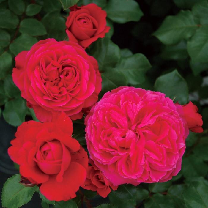 ばら大苗 京成バラ園 レッド レオナルド ダ ビンチ Red Leonardo Da Vinci アンティークタッチ シュラブ 4 5号角鉢植苗 バラ ばら 薔薇 ローズ 107 Rose Ks Red Leonardodavinci 渋谷園芸 植木鉢屋 通販 Yahoo ショッピング