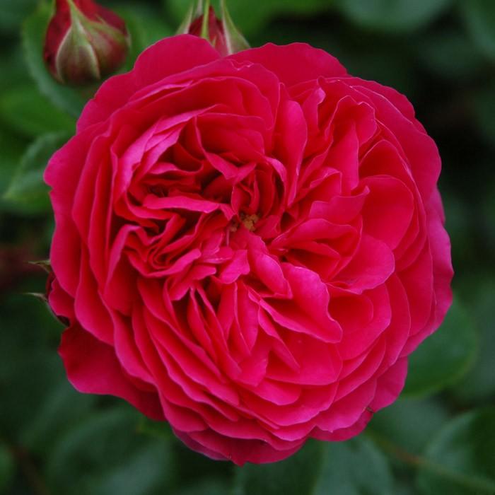 ばら大苗 京成バラ園 レッド レオナルド ダ ビンチ Red Leonardo Da Vinci アンティークタッチ シュラブ 4 5号角鉢植苗 バラ ばら 薔薇 ローズ 107 Rose Ks Red Leonardodavinci 渋谷園芸 植木鉢屋 通販 Yahoo ショッピング