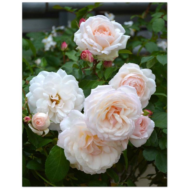ばら大苗 ステファニー グッテンベルク アイボリーホワイト ソフトピンク 四季咲中輪系 4 5号角鉢植苗 京成バラ園芸 107 Rose Ks Step Guttenberg 渋谷園芸 植木鉢屋 通販 Yahoo ショッピング