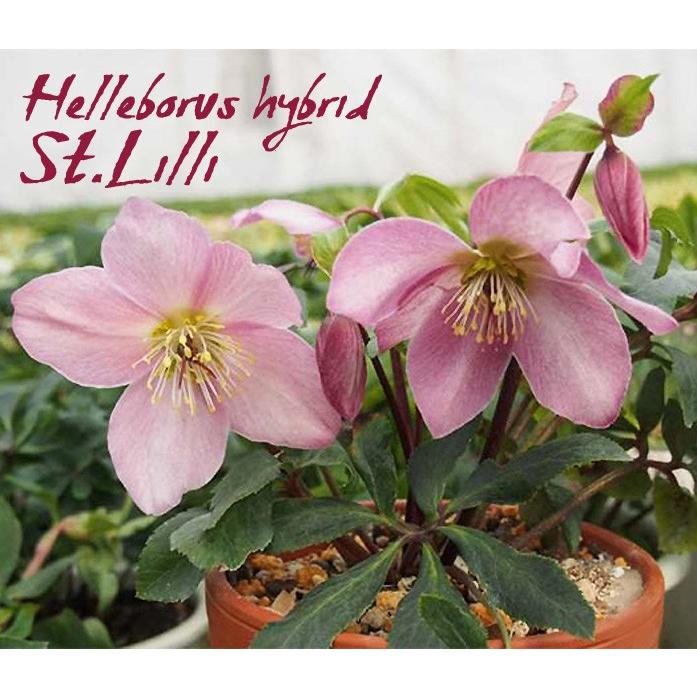 アウトレットクリスマスローズ開花株 セントリリー 4号鉢 一重咲き シングル St Lilli ニゲル系交配種 中 大輪花 レア品種 108 Helleborus Stlilli 渋谷園芸 植木鉢屋 通販 Yahoo ショッピング