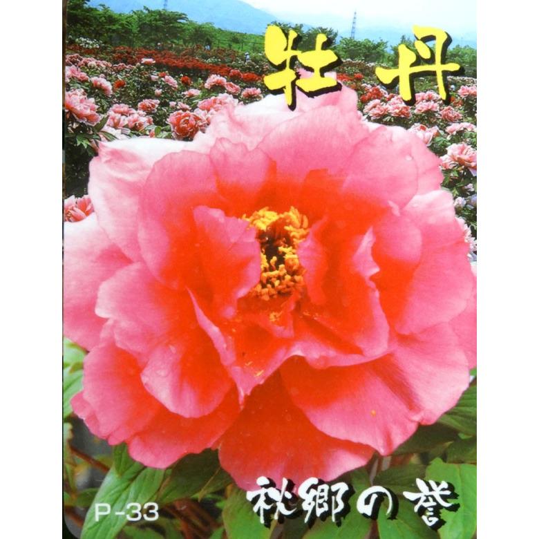 牡丹の苗木 秋郷の誉 あきさとのほまれ 八重咲き 桃色 大輪 109 Botan Akisato 渋谷園芸 植木鉢屋 通販 Yahoo ショッピング