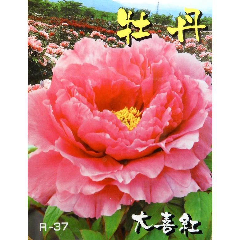 牡丹の苗木 大喜紅 薄紅色 だいきこう 千重咲き 大輪 109 Botan Daikikou 渋谷園芸 植木鉢屋 通販 Yahoo ショッピング