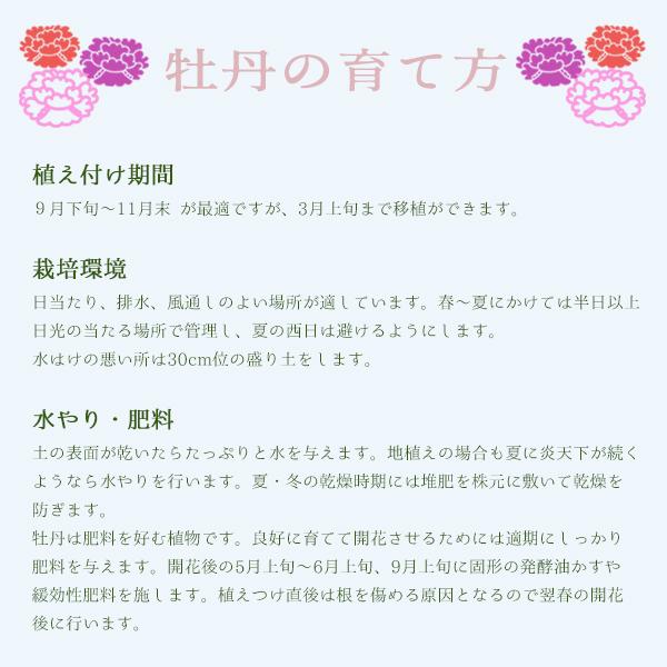 牡丹の苗木 鎌田藤 紫 かまたふじ 千重 平咲き 大輪 109 Botan Kamatafuji 渋谷園芸 植木鉢屋 通販 Yahoo ショッピング