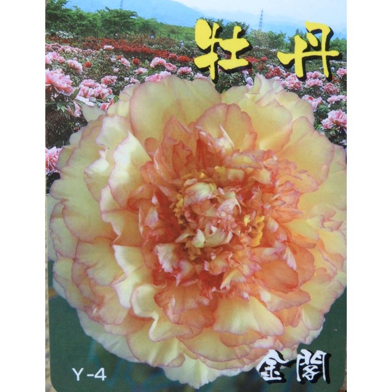 牡丹の苗木 金閣 きんかく 万重 豪華 大輪 109 Botan Kinkaku 渋谷園芸 植木鉢屋 通販 Yahoo ショッピング