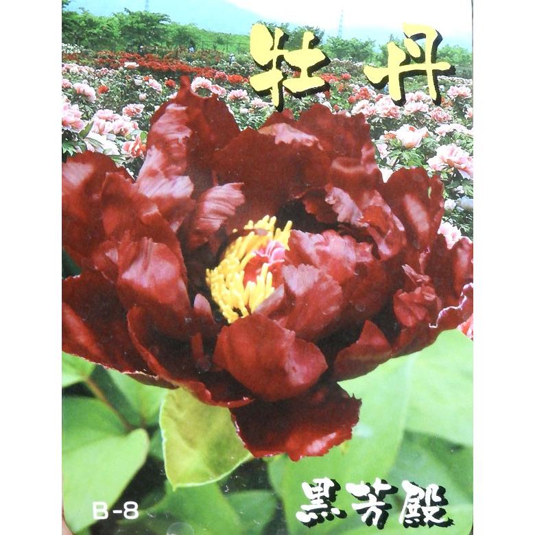 牡丹の苗木 黒芳殿 黒系 こくほうでん 千重咲き 大輪 109 Botan Kokuhouden 渋谷園芸 植木鉢屋 通販 Yahoo ショッピング