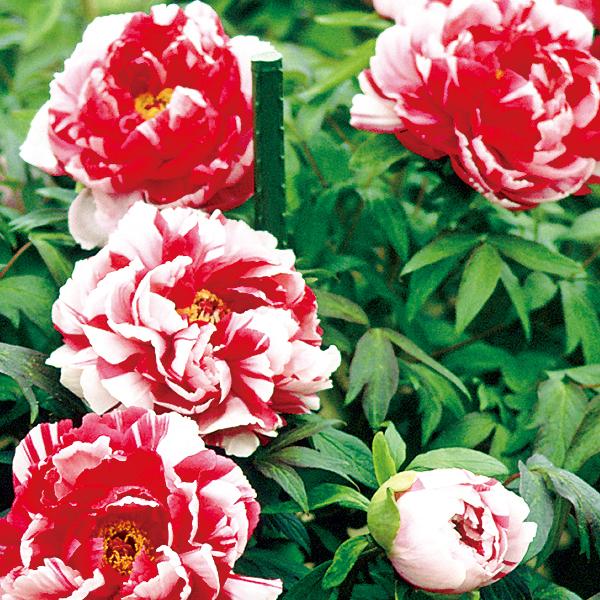牡丹の苗木 島錦 しまにしき ぼたん ボタン 109 Botan Shimanishiki 渋谷園芸 植木鉢屋 通販 Yahoo ショッピング