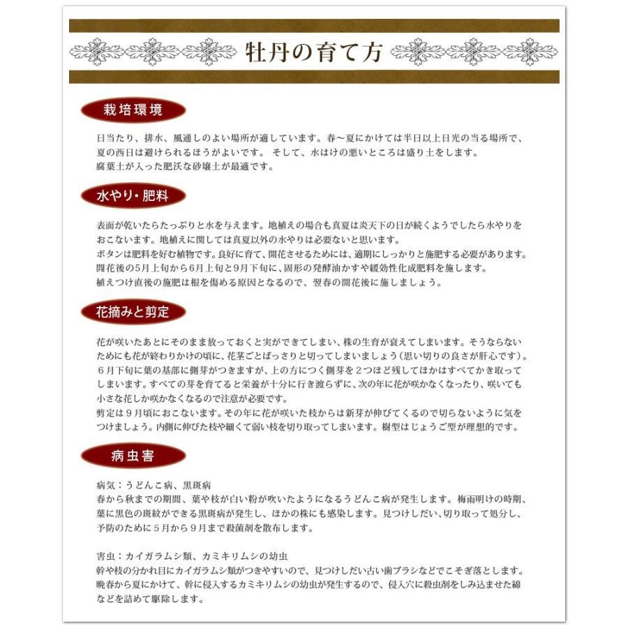 牡丹の苗木 写楽 濃桃 しゃらく 千重 盛り上げ咲き 大輪 109 Botan Syaraku 渋谷園芸 植木鉢屋 通販 Yahoo ショッピング