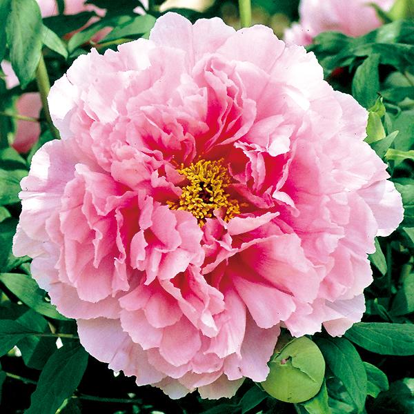 最新アイテム 10月入荷 八千代椿 やちよつばき 牡丹 ぼたん ボタン 苗木 桜色 ピンク 八重咲き 中輪咲き 抱え咲き 花芽付き 来春開花予定株 育て方つき