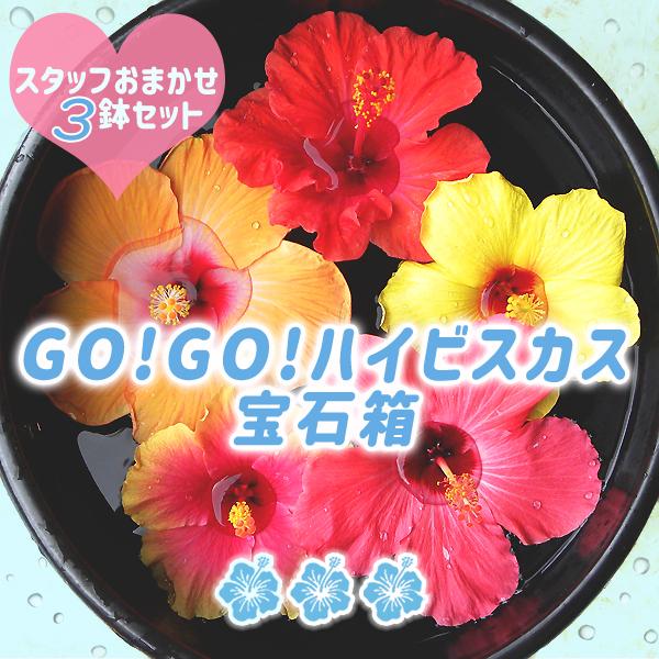 1194円 通販 予約商品 ハイビスカス 5号鉢 3鉢セット Go お花の宝石箱 開花鉢 鉢植え 福袋 夏花壇 寄せ植え 育て方付 カラフル トロピカル