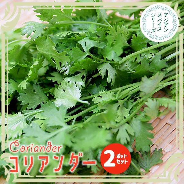 野菜苗 コリアンダー 3 3 5号ポット 2ポットセット パクチー シャンツァイ 香菜 シラントロ コエンドロ 中国パセリ 香辛料 ハーブ アジアンスパイス 113 Coriander Set 渋谷園芸 植木鉢屋 通販 Yahoo ショッピング