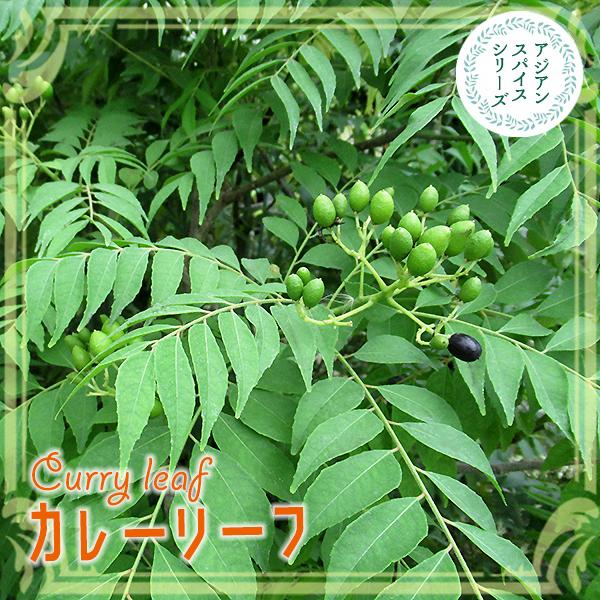 カレーリーフの苗 カレーの木 ナンヨウザンショウ オオバゲッキツ カリーパッタ カラピンチャ アーユルヴェーダ 香辛料 お茶 健康食品 113 Curryleaf 1 渋谷園芸 植木鉢屋 通販 Yahoo ショッピング