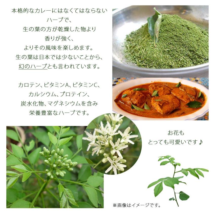 カレーリーフ 苗 3 3 5号ポット 1鉢 カレーの木 ナンヨウザンショウ オオバゲッキツ カリーパッタ カラピンチャ 香辛料 お茶 健康食品 113 Curryleaf 1 渋谷園芸 植木鉢屋 通販 Yahoo ショッピング