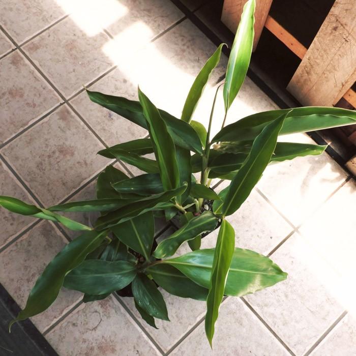 月桃 げっとう 4号鉢 ゲットウ シェルジンジャー サニン サンニン アジアンハーブ 虫除け 113 Gettou Shellginger 渋谷園芸 植木鉢屋 通販 Yahoo ショッピング