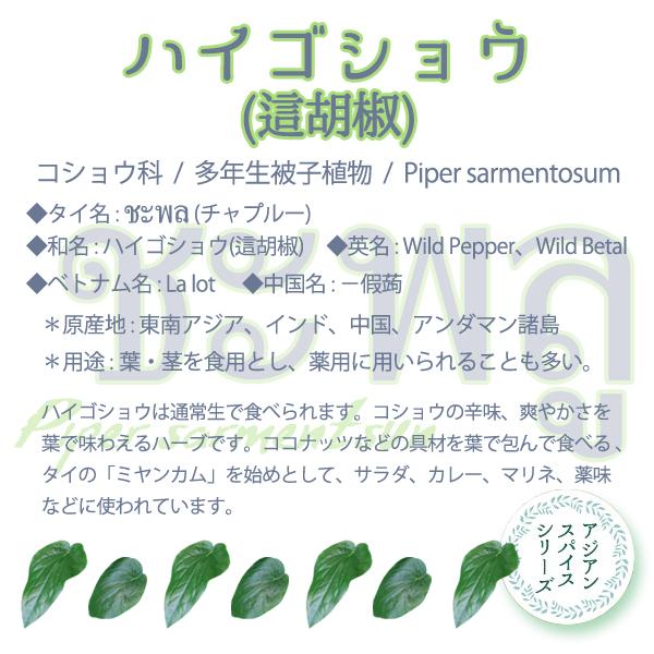 セール　ハイゴショウ（這胡椒）4〜4.5号ポット チャプルー ラロット  Piper sarmentsun  タイ・インドネシア   アジアンスパイス 　アジアンハーブ｜uekibachi｜02