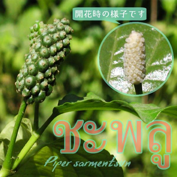 セール ハイゴショウ（這胡椒）4〜4.5号ポット チャプルー ラロット ...