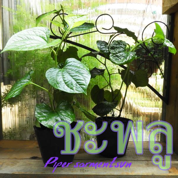 セール ハイゴショウ（這胡椒）4〜4.5号ポット チャプルー ラロット ...