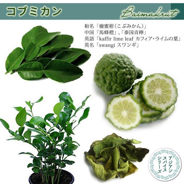 コブミカン 実生苗 3号ポット 3鉢セット バイマックル カフリライム リーフ Citrus Hystrix タイ インドネシア 柑橘系ハーブ アジアンスパイス 料理 113 Kobumikan 3set 渋谷園芸 植木鉢屋 通販 Yahoo ショッピング