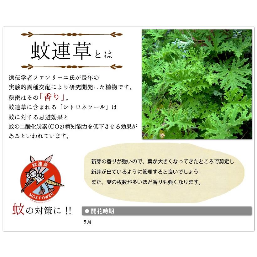 蚊連草 カレンソウ 3.5号鉢4鉢セット　虫よけハーブ  蚊が嫌う香り成分  ハーブで虫よけ　蚊よけ　 ハーブゼラニウム｜uekibachi｜04