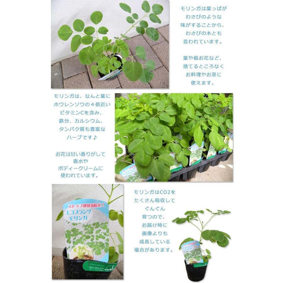 モリンガ ワサビノキ 3号ポット苗 ３鉢セット 栄養たっぷりのスーパーハーブ Moringa アジアンハーブ 118 Moringa3 渋谷園芸 植木鉢屋 通販 Yahoo ショッピング