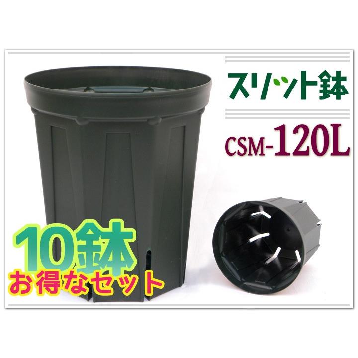 10鉢セットで更におトク♪】とんでもないポット直径12cm4号 深型 10鉢セットで更におトク♪】とんでもないポット直径12cm4号 深型
