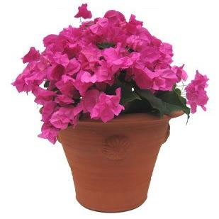 ウィッチフォード テラコッタ 植木鉢 バラ模様のポット 8号鉢相当 英国 イギリス 製 Whichford Tuder Rose Pot 63 Wf 008 渋谷園芸 植木鉢屋 通販 Yahoo ショッピング