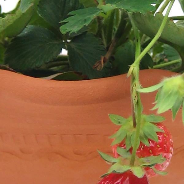 ウィッチフォード　テラコッタ　植木鉢　《スカラップボウル》13号鉢相当　英国（イギリス）製　Whichford SCALLOP BOWL_2