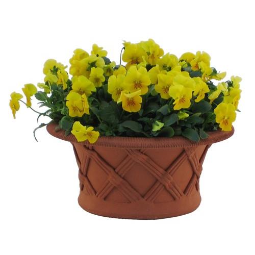 宅送 ウィッチフォード テラコッタ 植木鉢 バスケット 浅 7号鉢相当 英国 イギリス 製 Shallow Basket 全日本送料無料 Technet 21 Org
