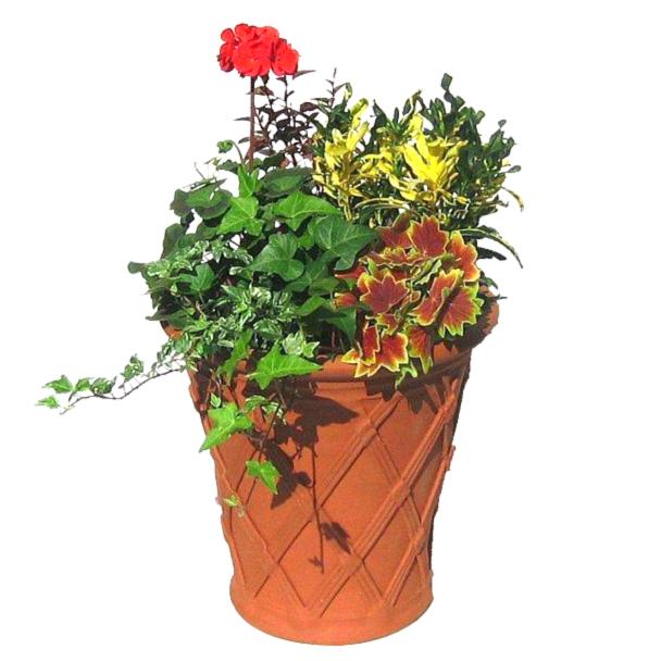 ウィッチフォード　テラコッタ　植木鉢　リリーポット・ユリとリボン ウィッチフォード テラコッタ 植木鉢 リリーポット・ユリと