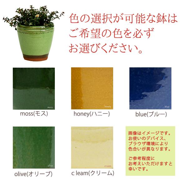 ウィッチフォード 植木鉢・塗り鉢 スモールジャー 取っ手付き 4