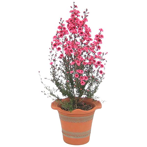 ウィッチフォード　植木鉢 ウィッチフォード テラコッタ 植木鉢 パセリポット 4.5号鉢相当
