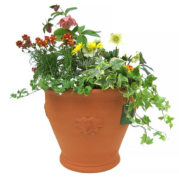 ウィッチフォード テラコッタ 植木鉢 ヘレボーポット 9号鉢相当