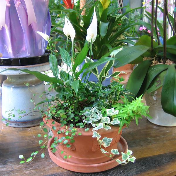 超希少 フランクリンミント社 イギリス 1981年 ボール 鳥 大鉢