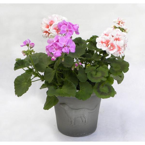 8月入荷分 ウィッチフォード 　テラコッタ　植木鉢 《ゴールデンレトリバーポット アッシュ》GOLDEN RETRIEVER POT ASH　10号相当　Whichford