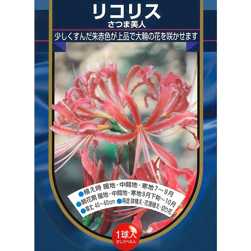リコリス球根 さつま美人 朱桃 絵袋1球入り 一重咲き マンジュシャゲ ヒガンバナ ボナフィオリア 切り花 秋植え 第四種郵便対応 72 Bonafioria Lycoris Satsumabijin 渋谷園芸 植木鉢屋 通販 Yahoo ショッピング