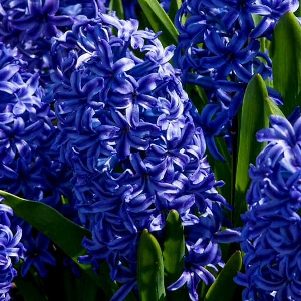 ヒヤシンス 球根 青紫色 ブルージャケット 3球セット 秋植え球根 甘い香りのダッチ系ジャンボヒヤシンス 球周17 18cm 芳香 深みのあるブルー 第四種郵便可 72 Bulb Hyacinth lue3 渋谷園芸 植木鉢屋 通販 Yahoo ショッピング