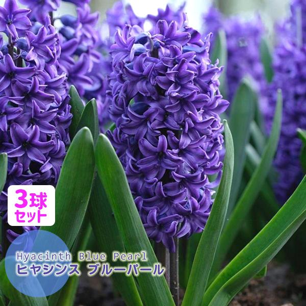 ヒヤシンス 球根 紫青色 ブルーパール 3球セット 秋植え球根 甘い香りのダッチ系ジャンボヒヤシンス 球周17 18cm 芳香 上品な紫青色 第四種郵便可 72 Bulb Hyacinth Blue3 渋谷園芸 植木鉢屋 通販 Yahoo ショッピング