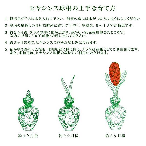 ヒヤシンス球根 マンハッタン 紫 八重咲き 球根1球 袋入り 甘い香り ダッチ系ジャンボヒヤシンス 球周18〜19cm 秋植え 芳香 パープル 第四種郵便可 :72-bulb-hyacinth-double-blue1:渋谷園芸 植木鉢屋 - 通販 - Yahoo!ショッピング ヒヤシンス球根 マンハッタン 紫 八重咲き 球根1球 袋入り 甘い香り ダッチ系ジャンボヒヤシンス 球周18〜19cm 秋植え 芳香 パープル 第四種郵便可 :72-bulb-hyacinth-double-blue1:渋谷園芸 植木鉢屋 - 通販 - Yahoo!ショッピング